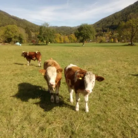 Oda ve Kahvaltı Haus Bergblick Fruehstueckspension *