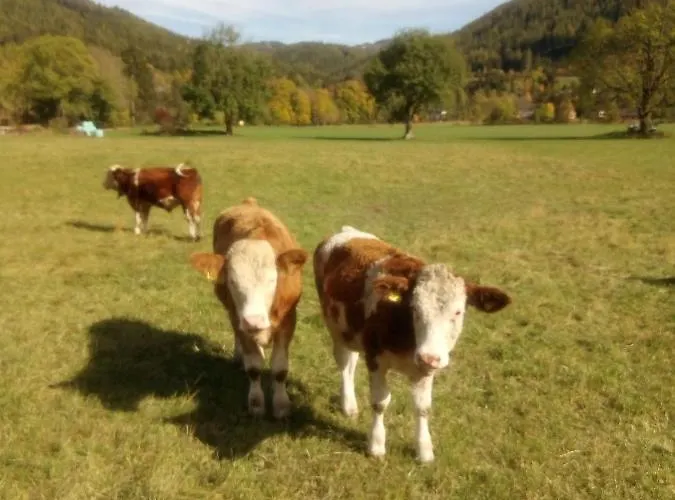 Bed & Breakfast Haus Bergblick Am Gruenen 3*